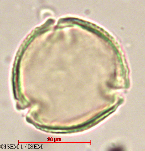 ISEM 1/Carica_papaya_19779/Carica_papaya_19779_0002(copy).jpg
